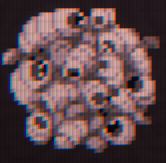 Maggot
